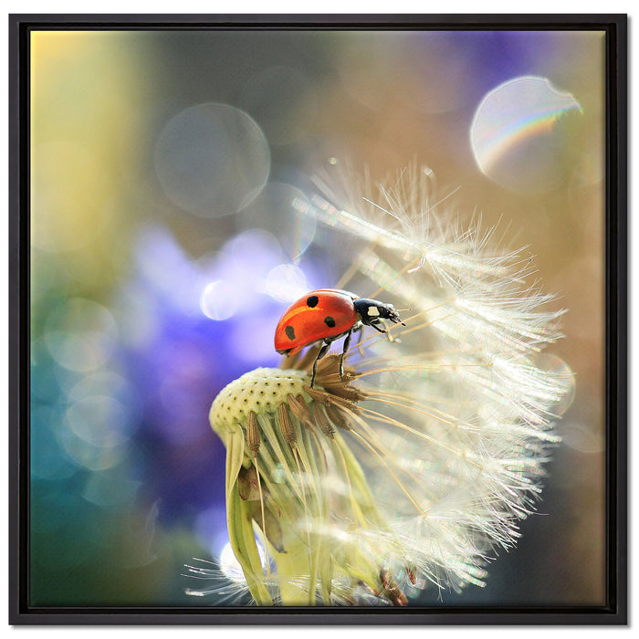 Marienkäfer auf Pusteblume auf Leinwandbild Quadratisch gerahmt Größe 70x70