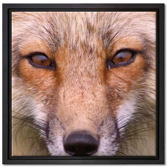 Fuchs Porträt auf Leinwandbild Quadratisch gerahmt Größe 40x40