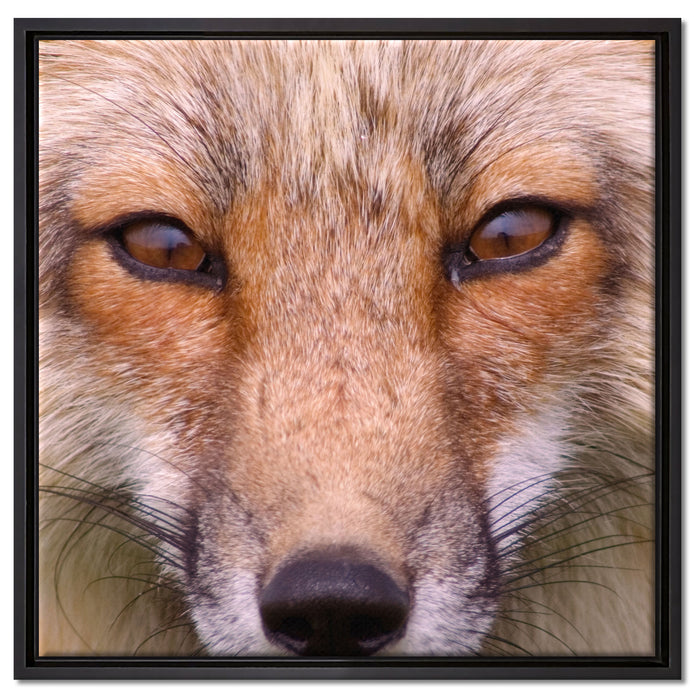 Fuchs Porträt auf Leinwandbild Quadratisch gerahmt Größe 60x60