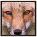 Fuchs Porträt auf Leinwandbild Quadratisch gerahmt Größe 60x60