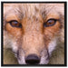 Fuchs Porträt auf Leinwandbild Quadratisch gerahmt Größe 70x70
