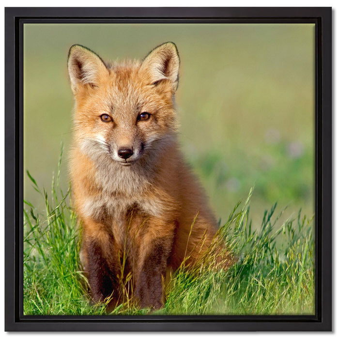 Kleiner Fuchs auf Leinwandbild Quadratisch gerahmt Größe 40x40