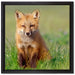 Kleiner Fuchs auf Leinwandbild Quadratisch gerahmt Größe 40x40