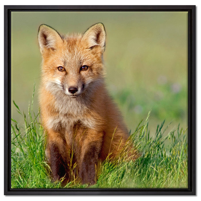 Kleiner Fuchs auf Leinwandbild Quadratisch gerahmt Größe 60x60