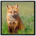 Kleiner Fuchs auf Leinwandbild Quadratisch gerahmt Größe 70x70