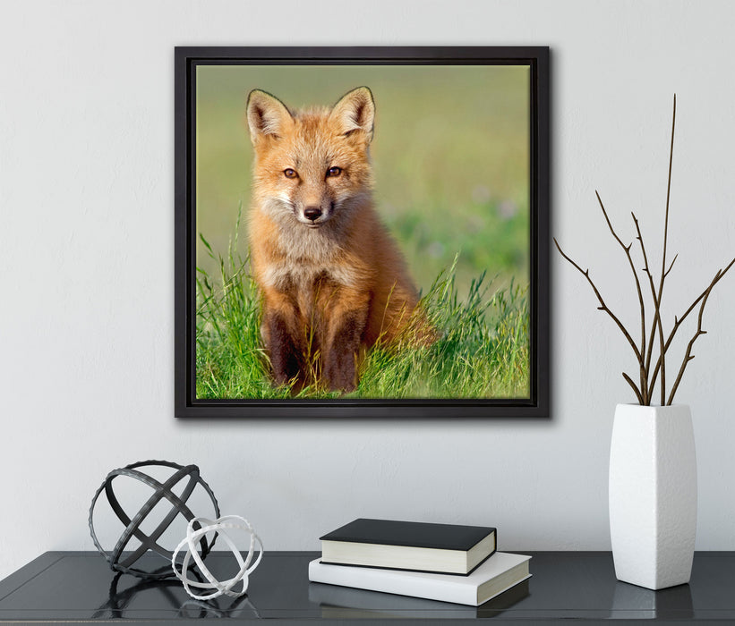 Kleiner Fuchs  auf Leinwandbild Quadratisch gerahmt mit Kirschblüten