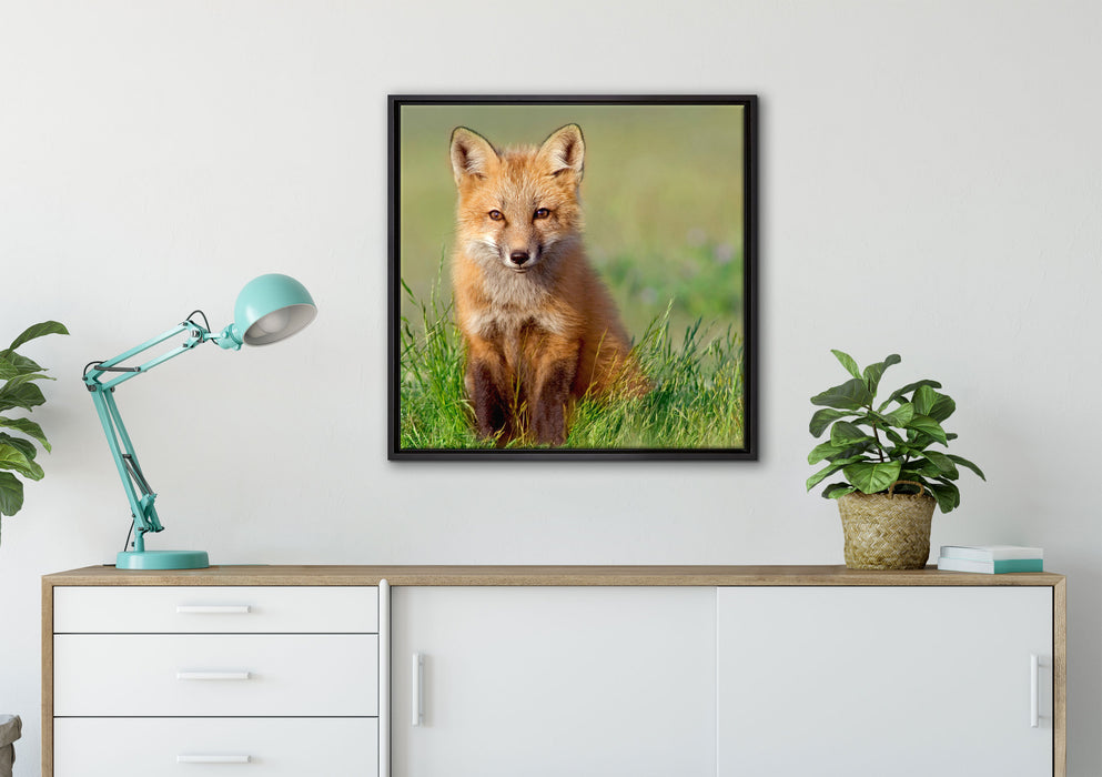 Kleiner Fuchs auf Leinwandbild gerahmt Quadratisch verschiedene Größen im Wohnzimmer