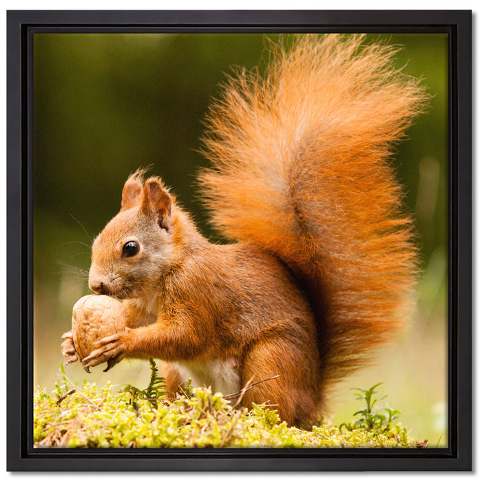 Eichhörnchen mit Nuss auf Leinwandbild Quadratisch gerahmt Größe 40x40