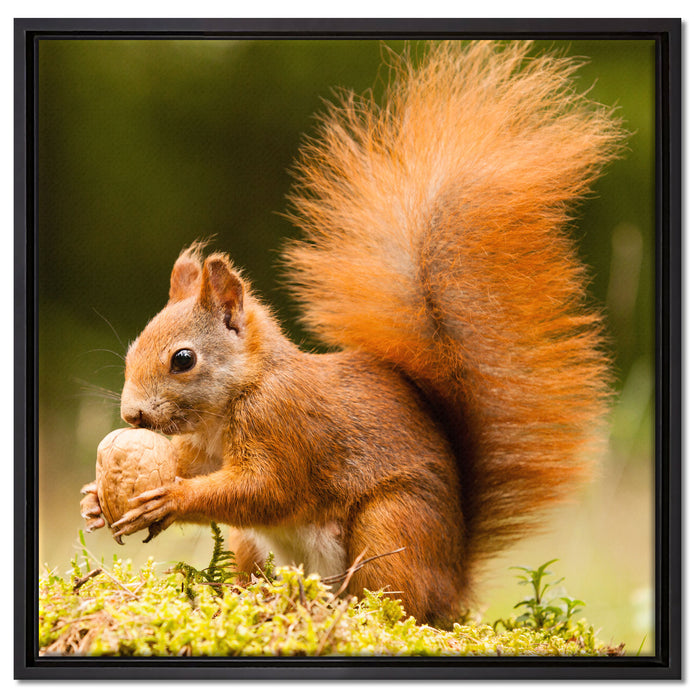 Eichhörnchen mit Nuss auf Leinwandbild Quadratisch gerahmt Größe 60x60