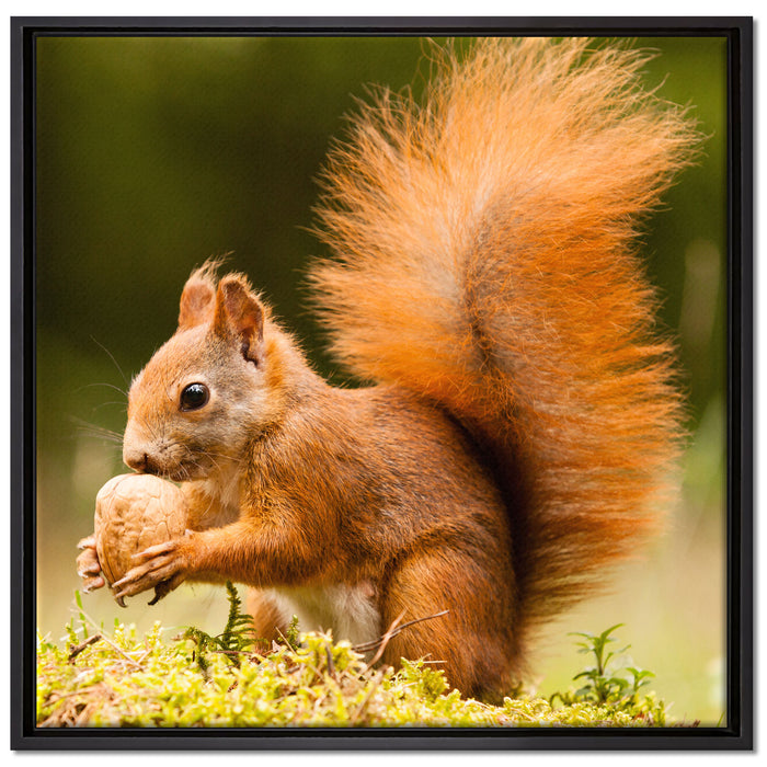Eichhörnchen mit Nuss auf Leinwandbild Quadratisch gerahmt Größe 70x70