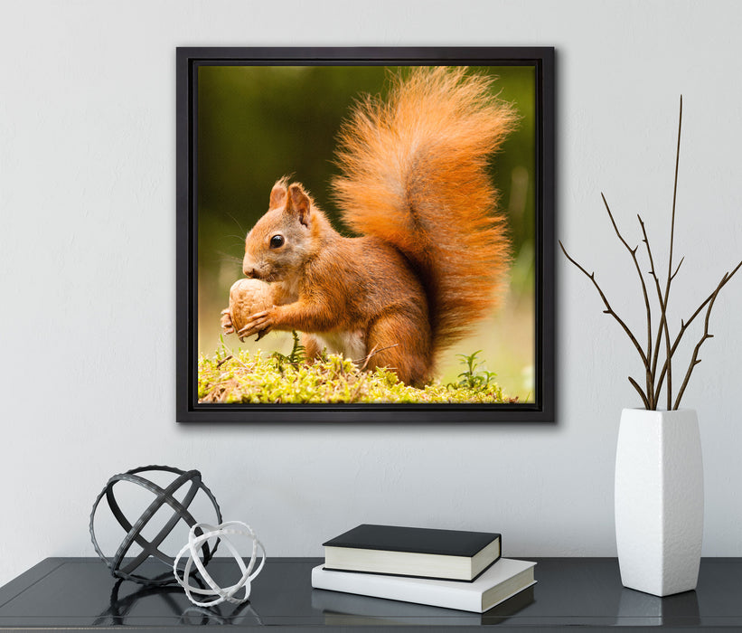 Eichhörnchen mit Nuss  auf Leinwandbild Quadratisch gerahmt mit Kirschblüten