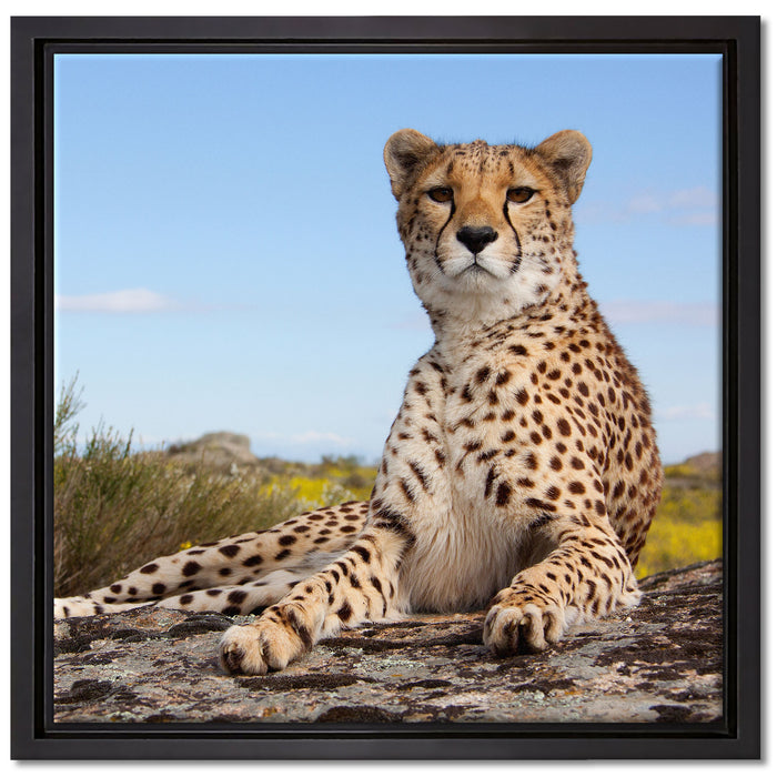 Gepard in Savanne auf Leinwandbild Quadratisch gerahmt Größe 40x40