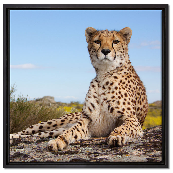 Gepard in Savanne auf Leinwandbild Quadratisch gerahmt Größe 60x60