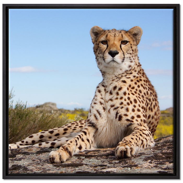 Gepard in Savanne auf Leinwandbild Quadratisch gerahmt Größe 70x70