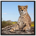 Gepard in Savanne auf Leinwandbild Quadratisch gerahmt Größe 70x70