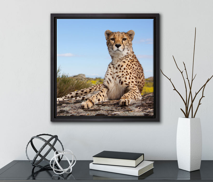 Gepard in Savanne  auf Leinwandbild Quadratisch gerahmt mit Kirschblüten