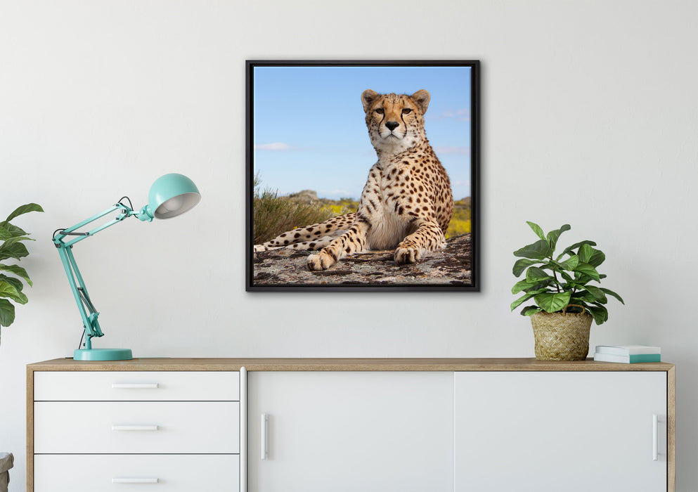 Gepard in Savanne auf Leinwandbild gerahmt Quadratisch verschiedene Größen im Wohnzimmer