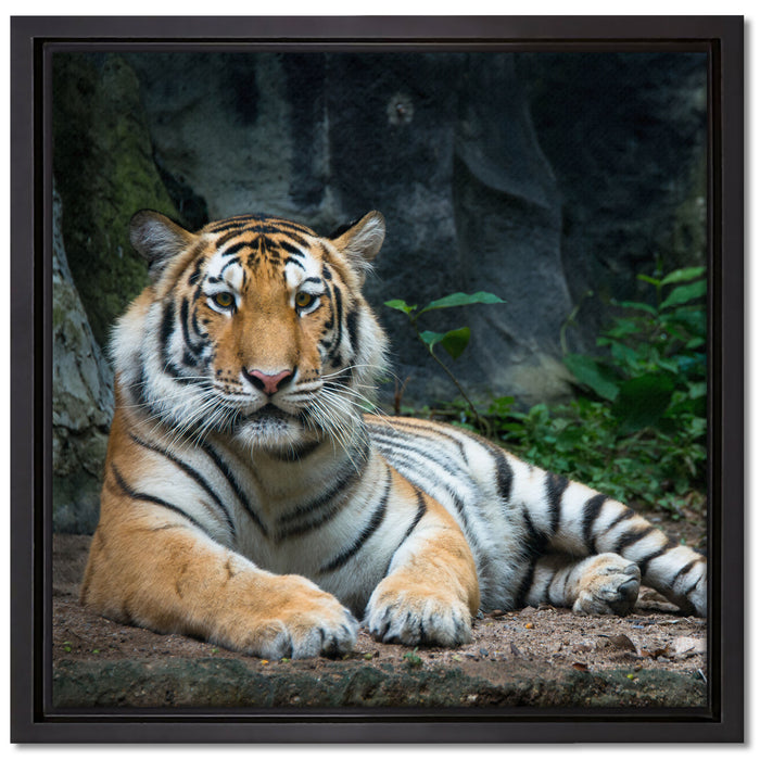 Liegender Tiger auf Leinwandbild Quadratisch gerahmt Größe 40x40
