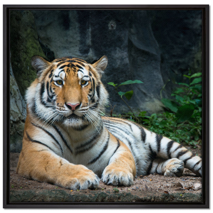 Liegender Tiger auf Leinwandbild Quadratisch gerahmt Größe 70x70
