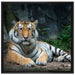 Liegender Tiger auf Leinwandbild Quadratisch gerahmt Größe 70x70