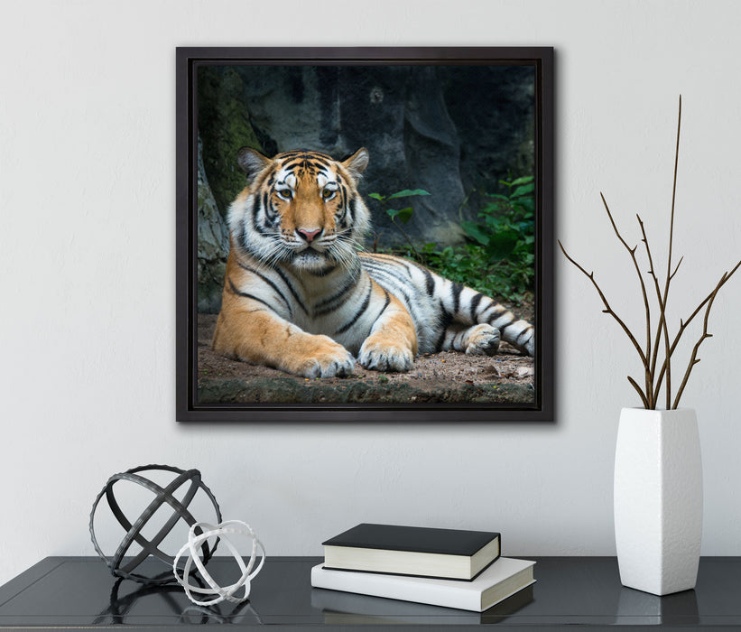 Liegender Tiger  auf Leinwandbild Quadratisch gerahmt mit Kirschblüten