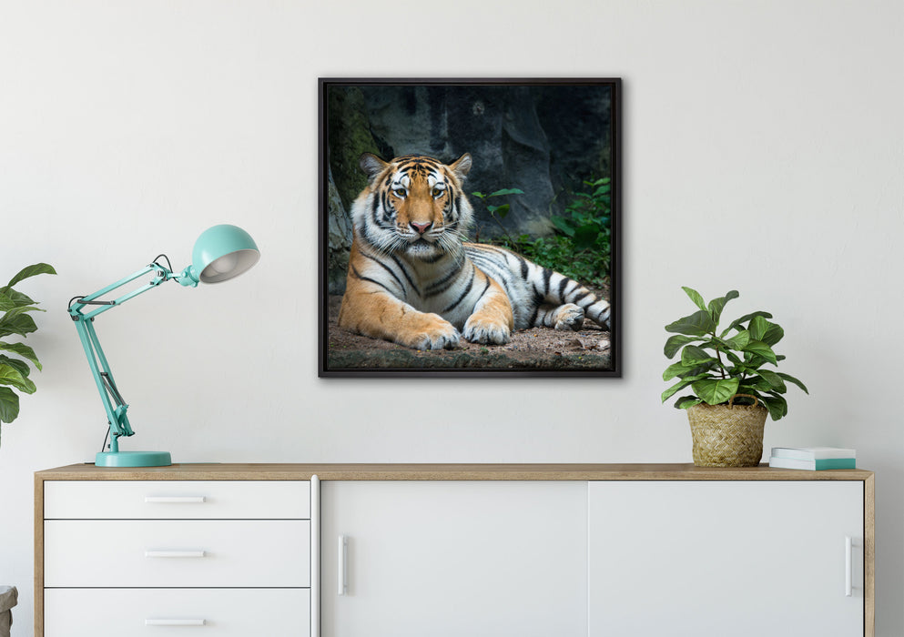 Liegender Tiger auf Leinwandbild gerahmt Quadratisch verschiedene Größen im Wohnzimmer