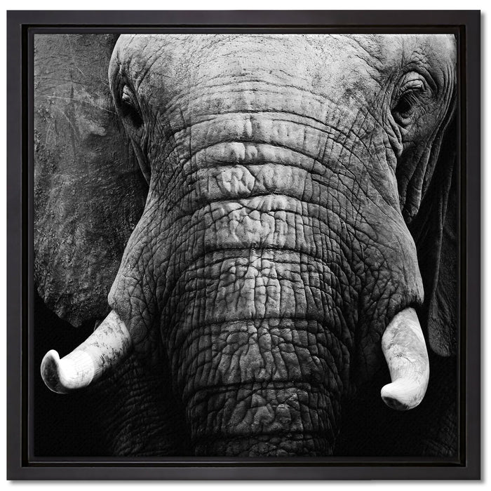 Elefant Porträt auf Leinwandbild Quadratisch gerahmt Größe 40x40