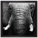 Elefant Porträt auf Leinwandbild Quadratisch gerahmt Größe 40x40