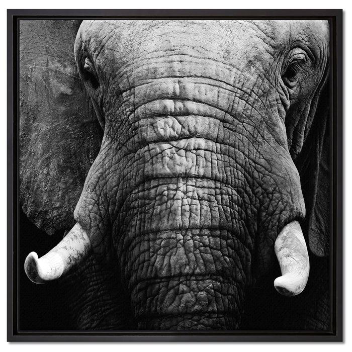 Elefant Porträt auf Leinwandbild Quadratisch gerahmt Größe 60x60