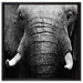 Elefant Porträt auf Leinwandbild Quadratisch gerahmt Größe 60x60