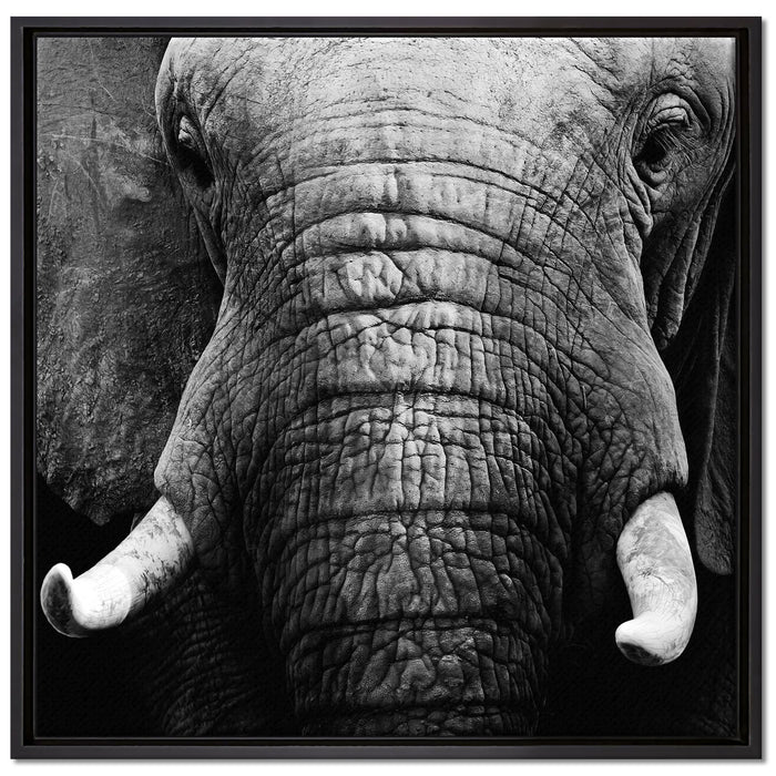 Elefant Porträt auf Leinwandbild Quadratisch gerahmt Größe 70x70