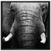 Elefant Porträt auf Leinwandbild Quadratisch gerahmt Größe 70x70