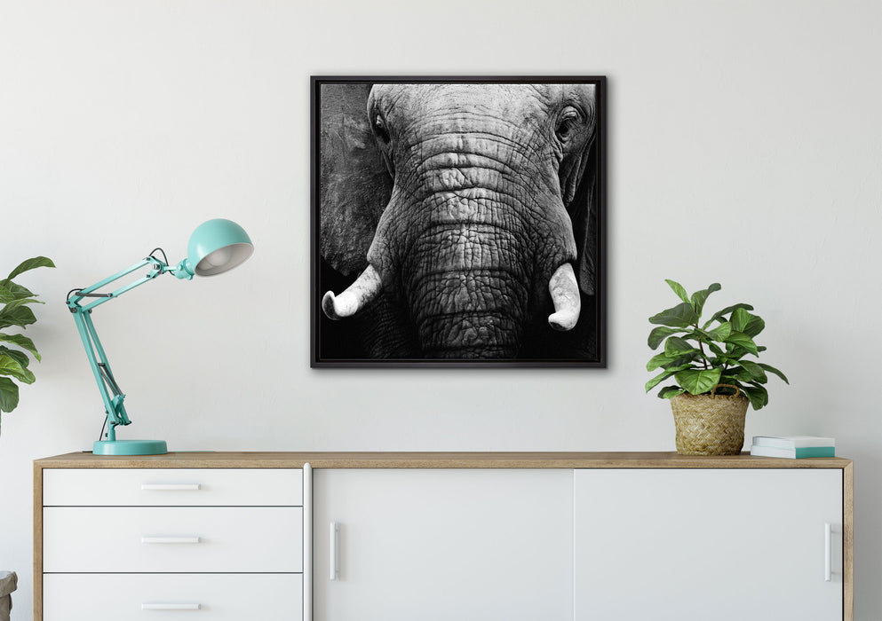 Elefant Porträt auf Leinwandbild gerahmt Quadratisch verschiedene Größen im Wohnzimmer