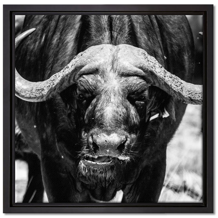 Wasserbüffel auf Leinwandbild Quadratisch gerahmt Größe 40x40