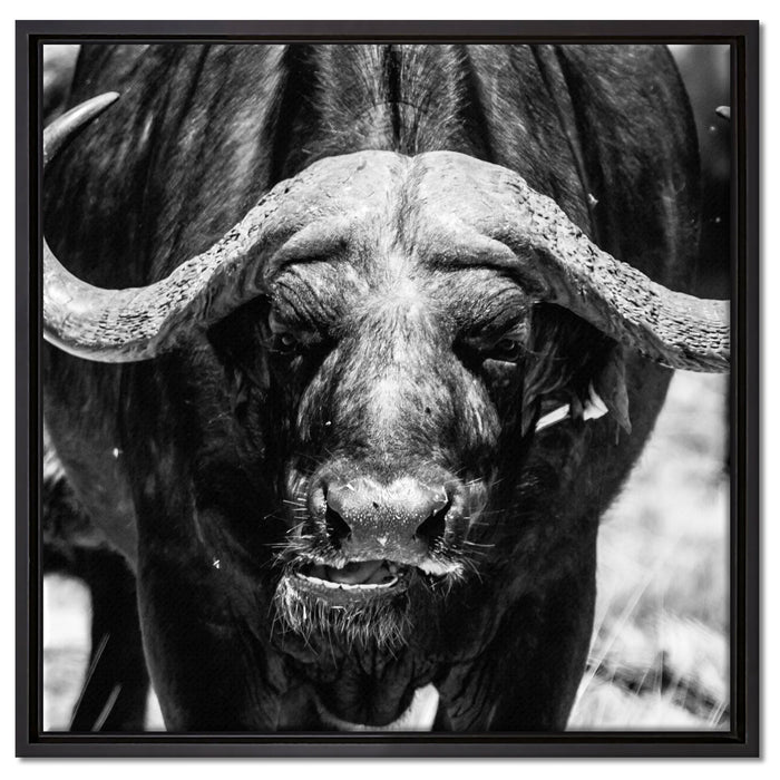 Wasserbüffel auf Leinwandbild Quadratisch gerahmt Größe 60x60