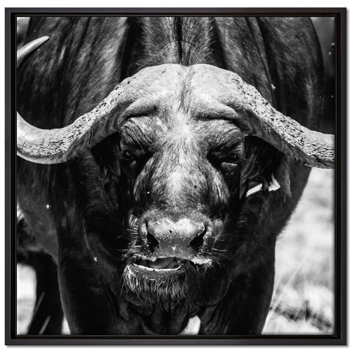 Wasserbüffel auf Leinwandbild Quadratisch gerahmt Größe 70x70