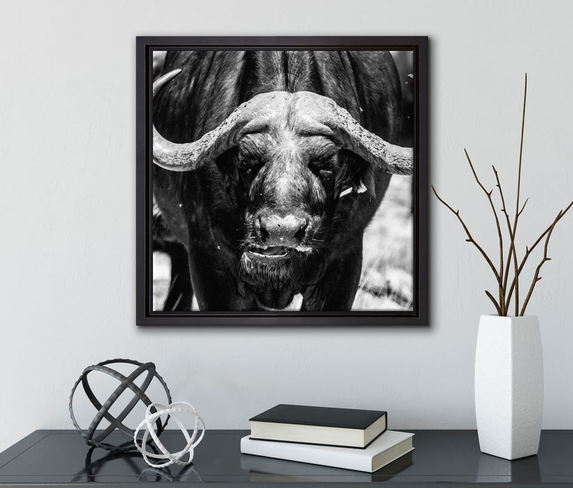 Wasserbüffel  auf Leinwandbild Quadratisch gerahmt mit Kirschblüten