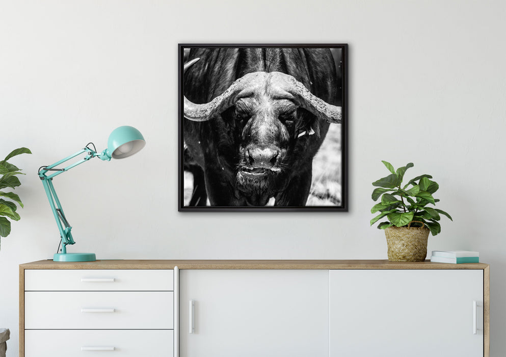 Wasserbüffel auf Leinwandbild gerahmt Quadratisch verschiedene Größen im Wohnzimmer