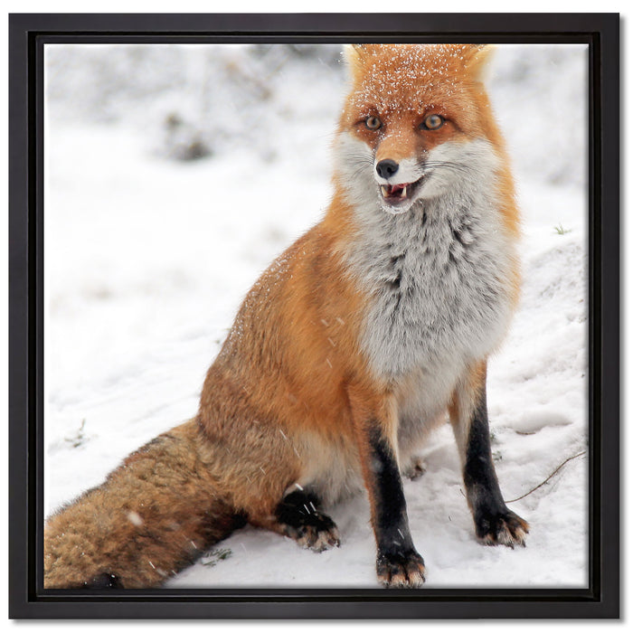 Fuchs im Schnee auf Leinwandbild Quadratisch gerahmt Größe 40x40