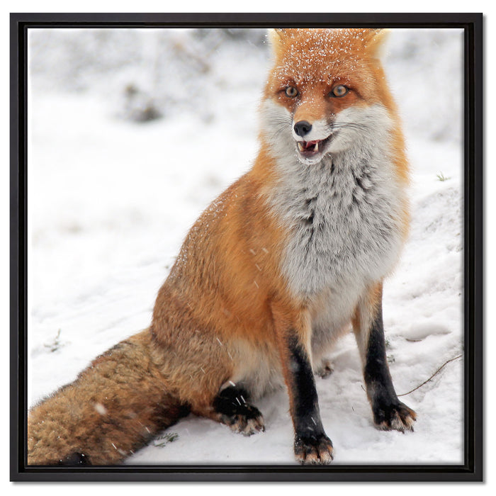 Fuchs im Schnee auf Leinwandbild Quadratisch gerahmt Größe 60x60
