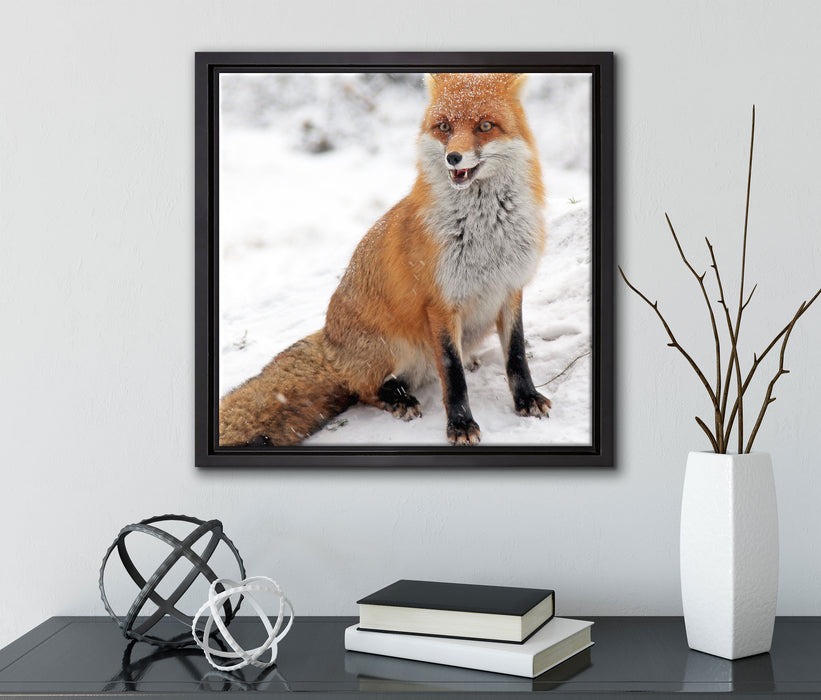 Fuchs im Schnee  auf Leinwandbild Quadratisch gerahmt mit Kirschblüten