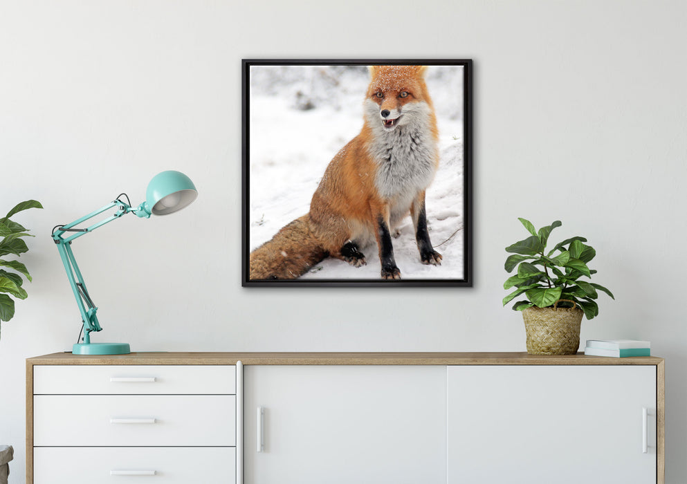 Fuchs im Schnee auf Leinwandbild gerahmt Quadratisch verschiedene Größen im Wohnzimmer