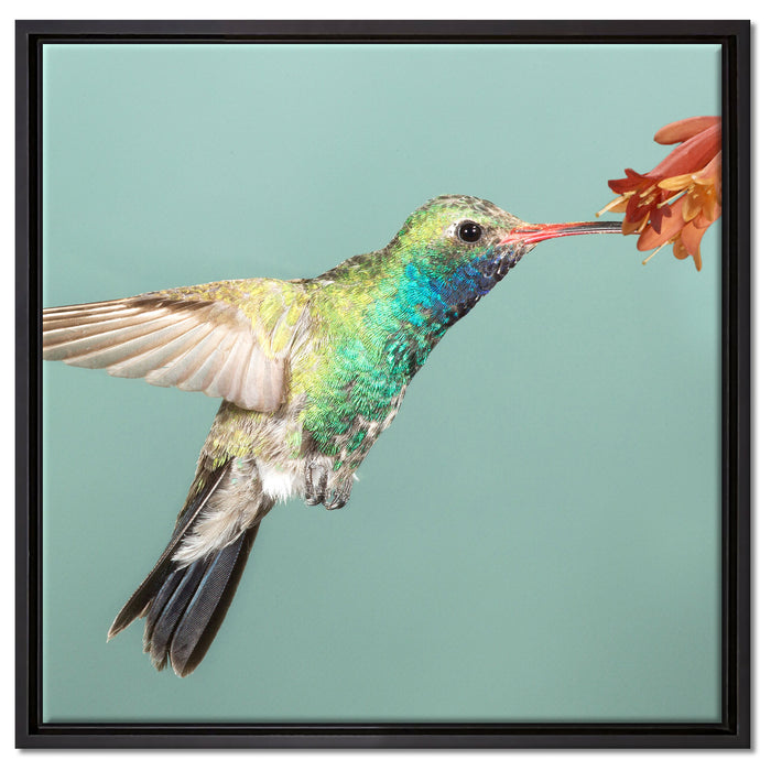 Bunter Kolibri auf Leinwandbild Quadratisch gerahmt Größe 60x60