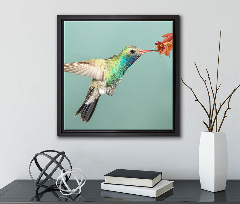 Bunter Kolibri  auf Leinwandbild Quadratisch gerahmt mit Kirschblüten