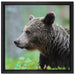 Kleiner Bär auf Leinwandbild Quadratisch gerahmt Größe 40x40