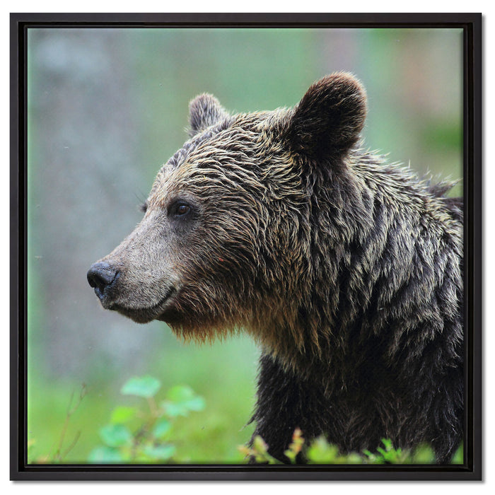 Kleiner Bär auf Leinwandbild Quadratisch gerahmt Größe 60x60