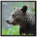 Kleiner Bär auf Leinwandbild Quadratisch gerahmt Größe 70x70