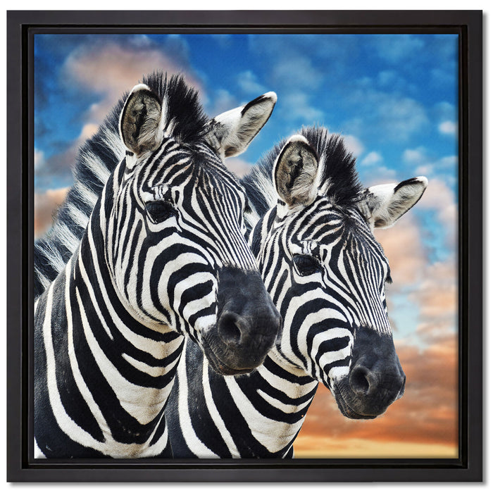 Zebra Pärchen auf Leinwandbild Quadratisch gerahmt Größe 40x40