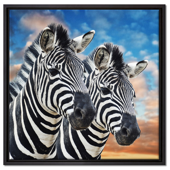 Zebra Pärchen auf Leinwandbild Quadratisch gerahmt Größe 60x60