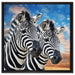 Zebra Pärchen auf Leinwandbild Quadratisch gerahmt Größe 60x60